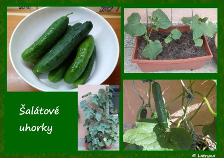altov uhorky1