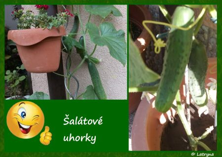 altov uhorky