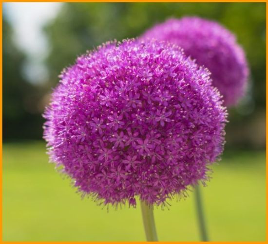 00 allium 1