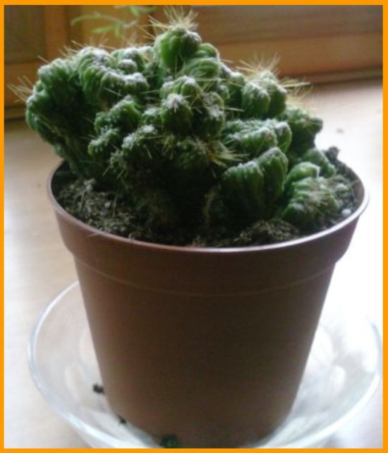 Cereus