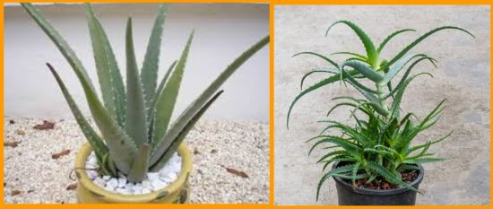 aloe vera