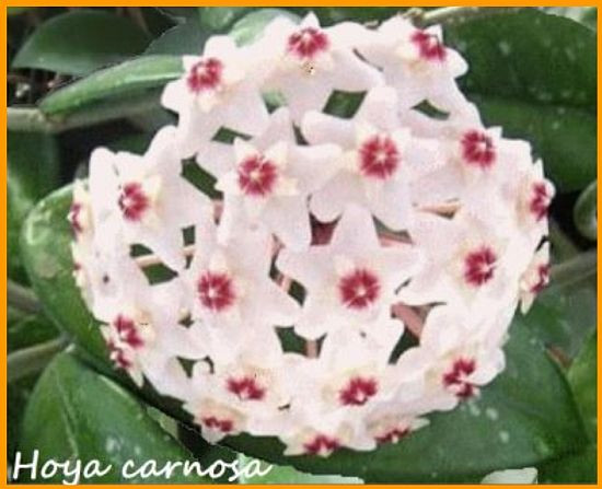 hoya carnosa