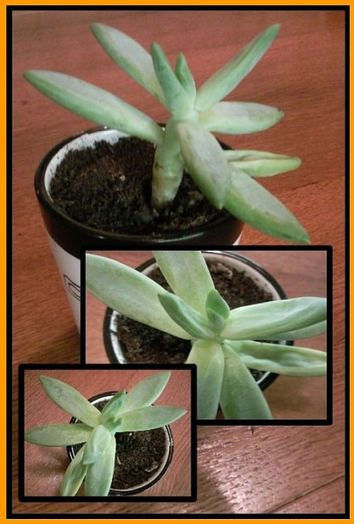 pachyphytum viride