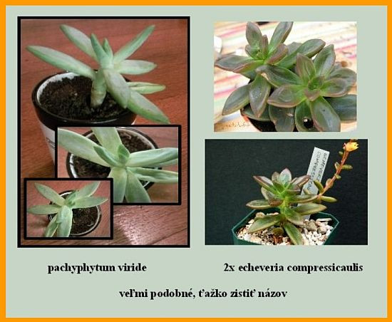 pachyphytum viride1