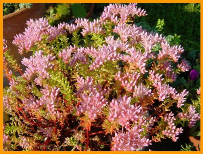 sedum morská hviezdica