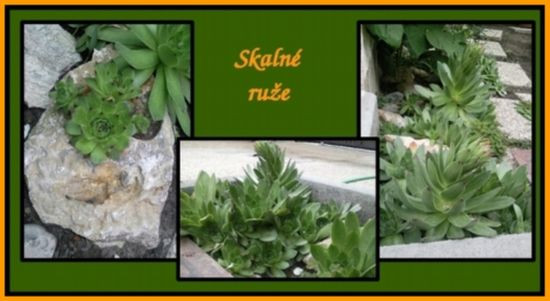Skalné ruže Sempervivum