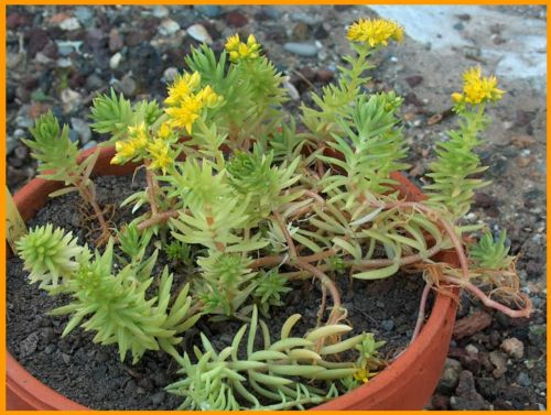 sedum mexicanum