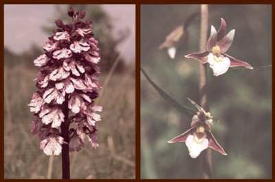 divokorastúce orchidey