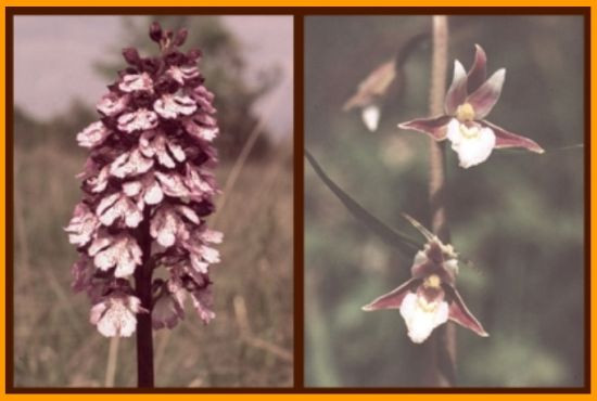 01 divokorastúce orchidey