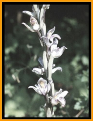modruka povat