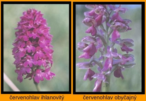 ervenohlav