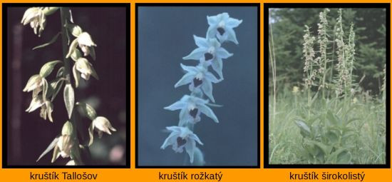 kruštíky1