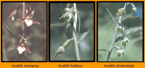 kruštíky3