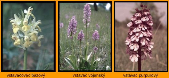 vstavačovce 1