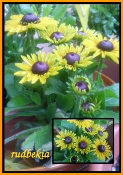 Rudbekia