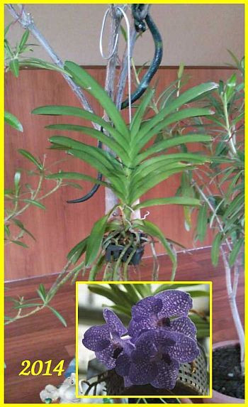 vanda