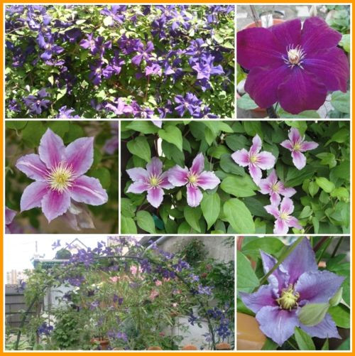 mj clematis