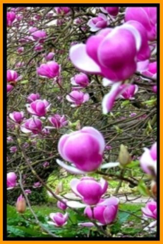 magnolie