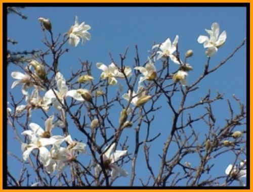 magnolia kobus