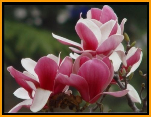 magnolia liliiflora