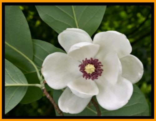 magnolia sieboldii