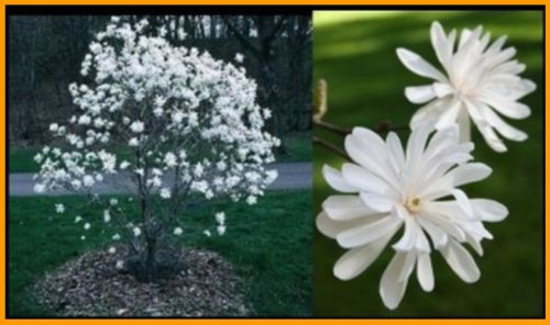 magnolia stellata