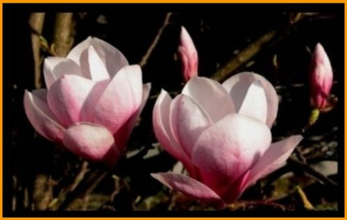 magnolia_soulangeana rose