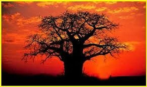baobab