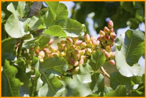 pistacia