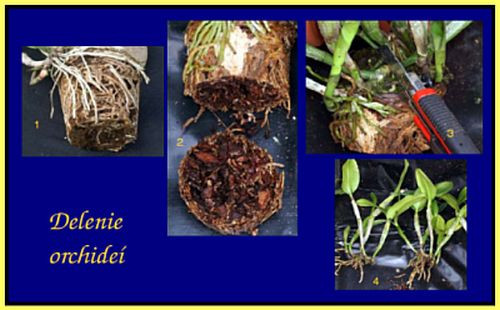 orchidey delenie