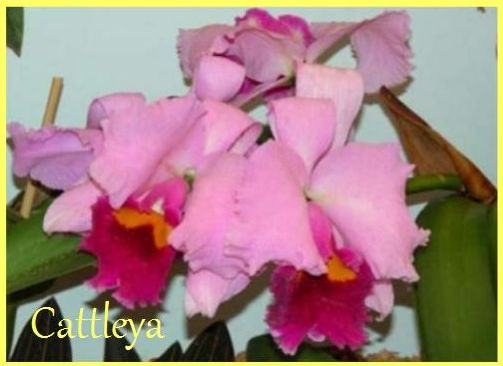 catleya