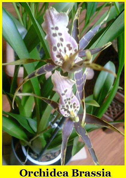 orch brassia