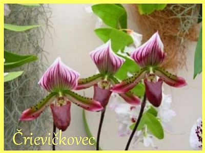 orchidea črievičkovec