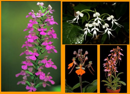 orchidea habenaria