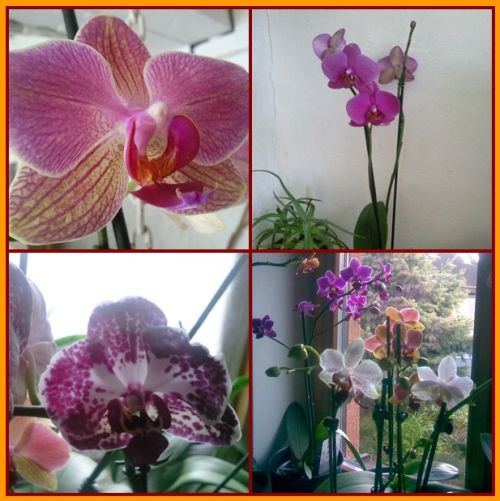 phalaenopsis