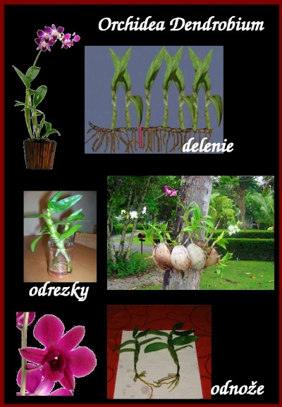 orchidea dendrobium