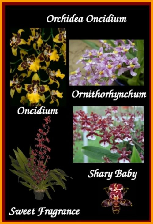 Orchidea Oncidium