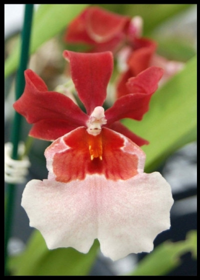 orchidea miltonidium