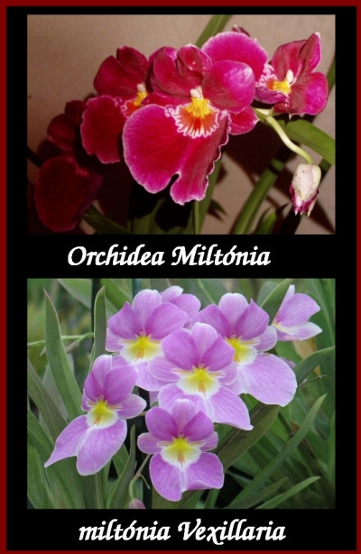 orchidea miltónia