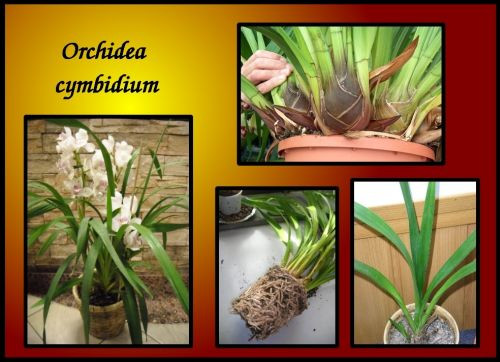 cymbidium orchidea