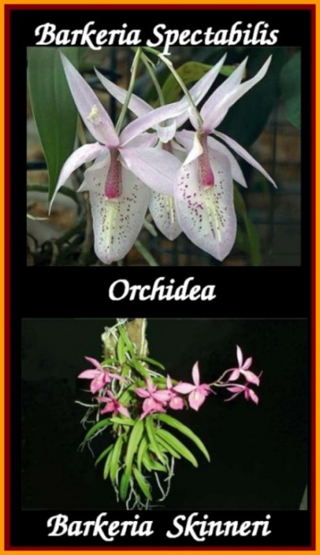 orchidea barkeria