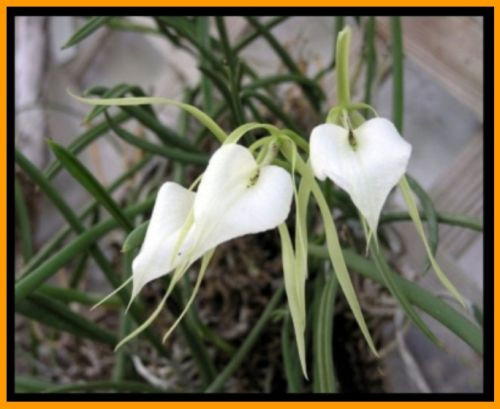 orchidea brassavola