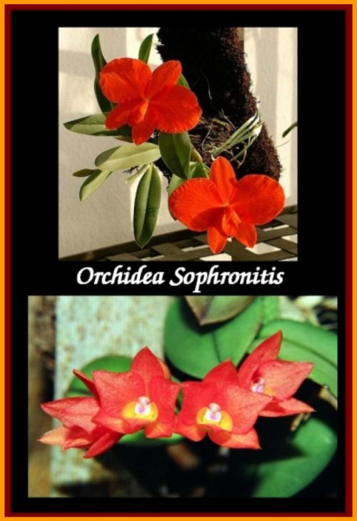 orchidea sophronitis