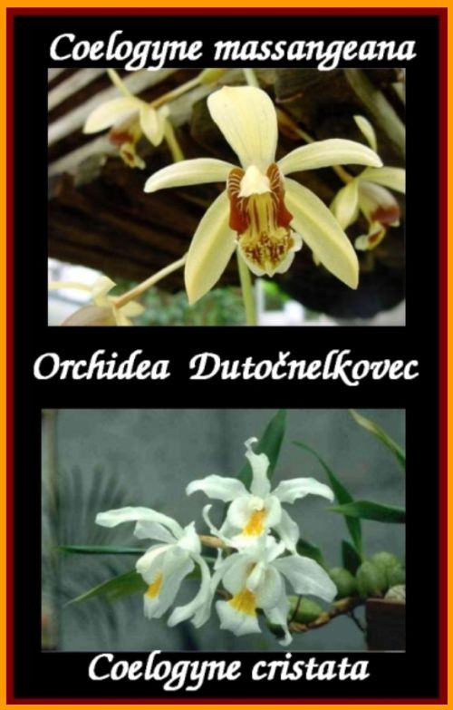 orchidea dutočnelkovec