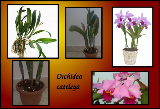 cattleya orchidea