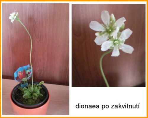 dionaea2