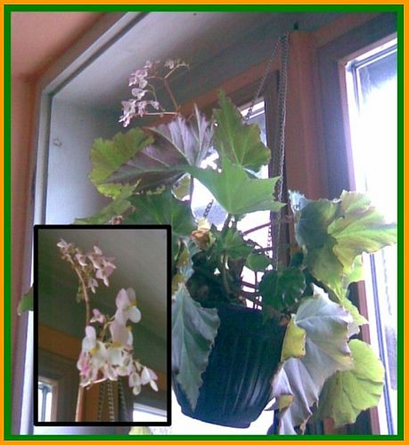 begonia boľševníkolistá