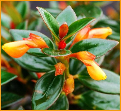 nematanthus