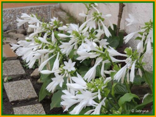 hosta
