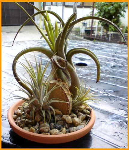 tilandsia